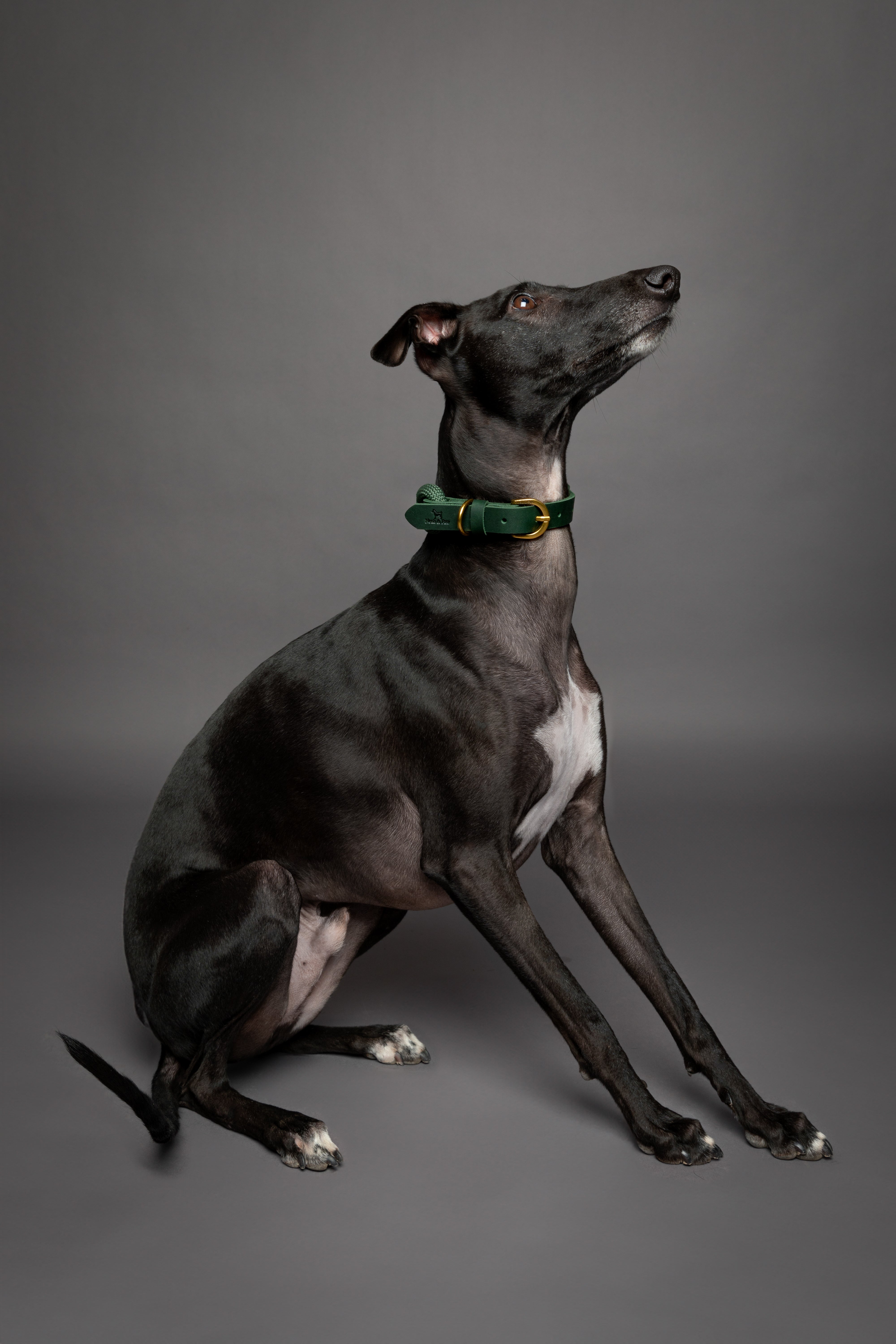 Leather Paracord Pet Collar - Green