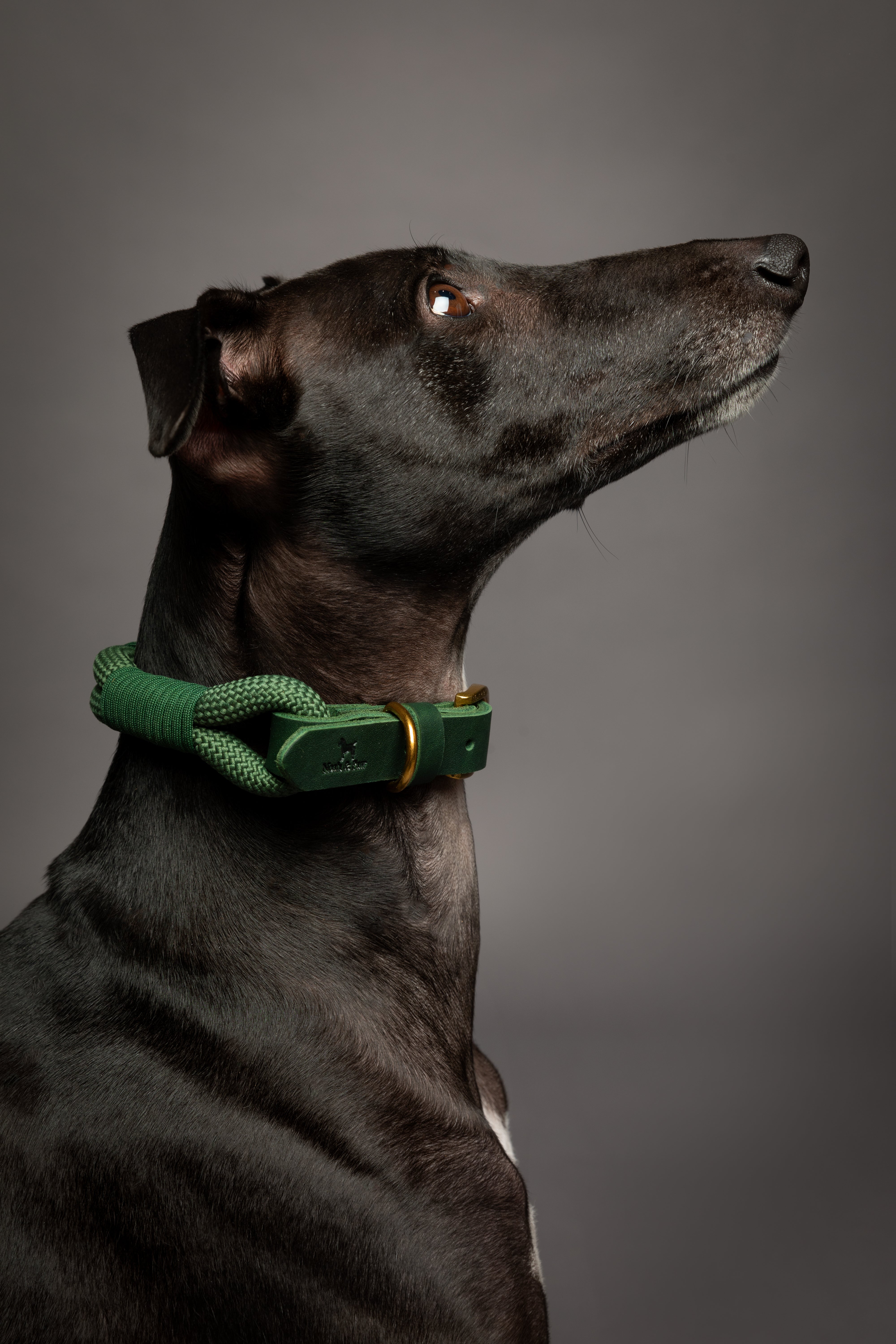 Leather Paracord Pet Collar - Green