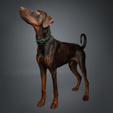 Noah & Paw leather and paracord dog collar with metal buckle, dark green, size XS, fits neck 9–12 in
