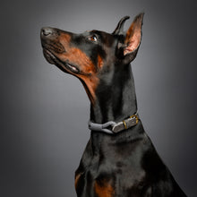 Noah & Paw leather and paracord dog collar with metal buckle, gray, size L/XL, fits neck 18–24 in