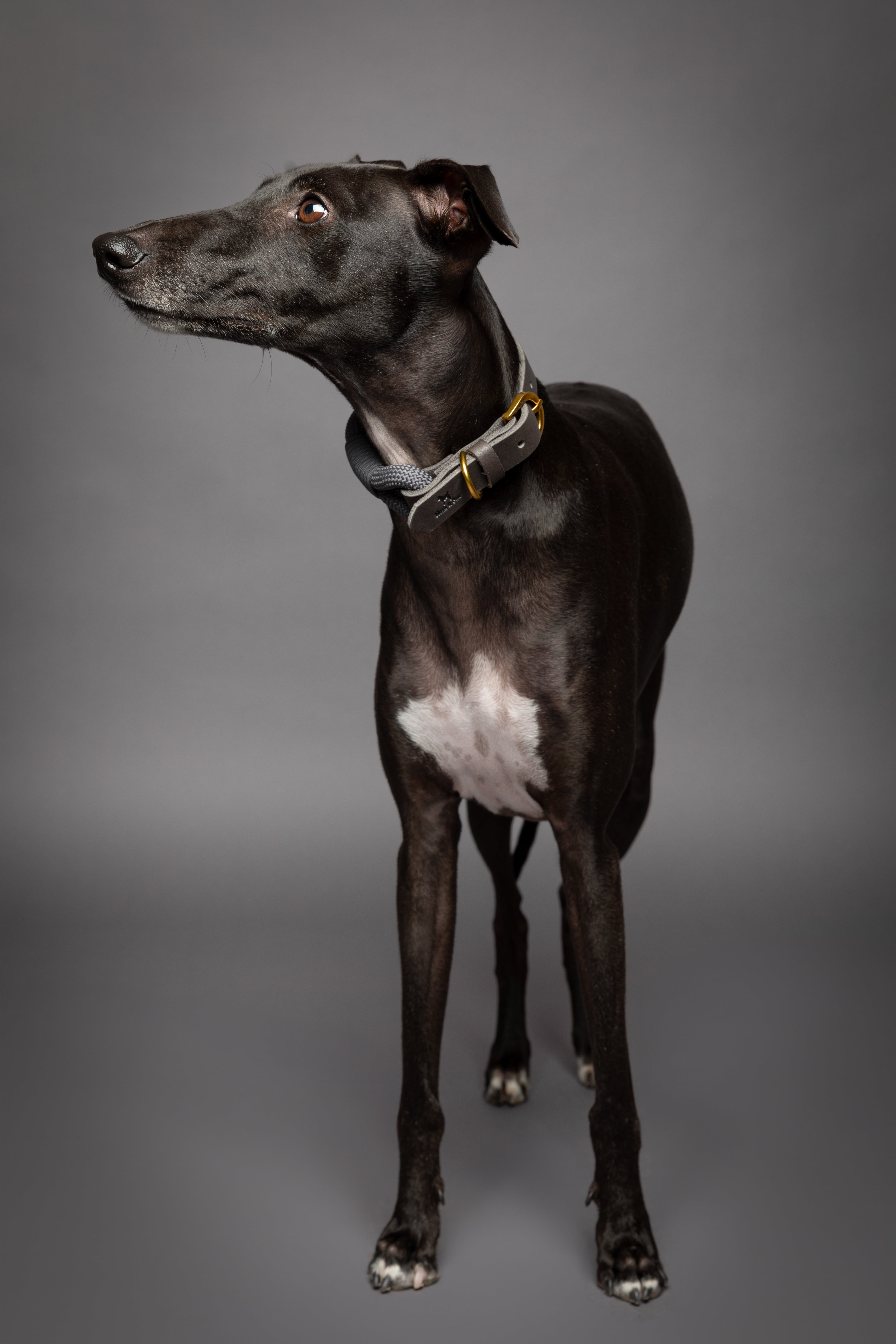 Leather Paracord Pet Collar - Grey