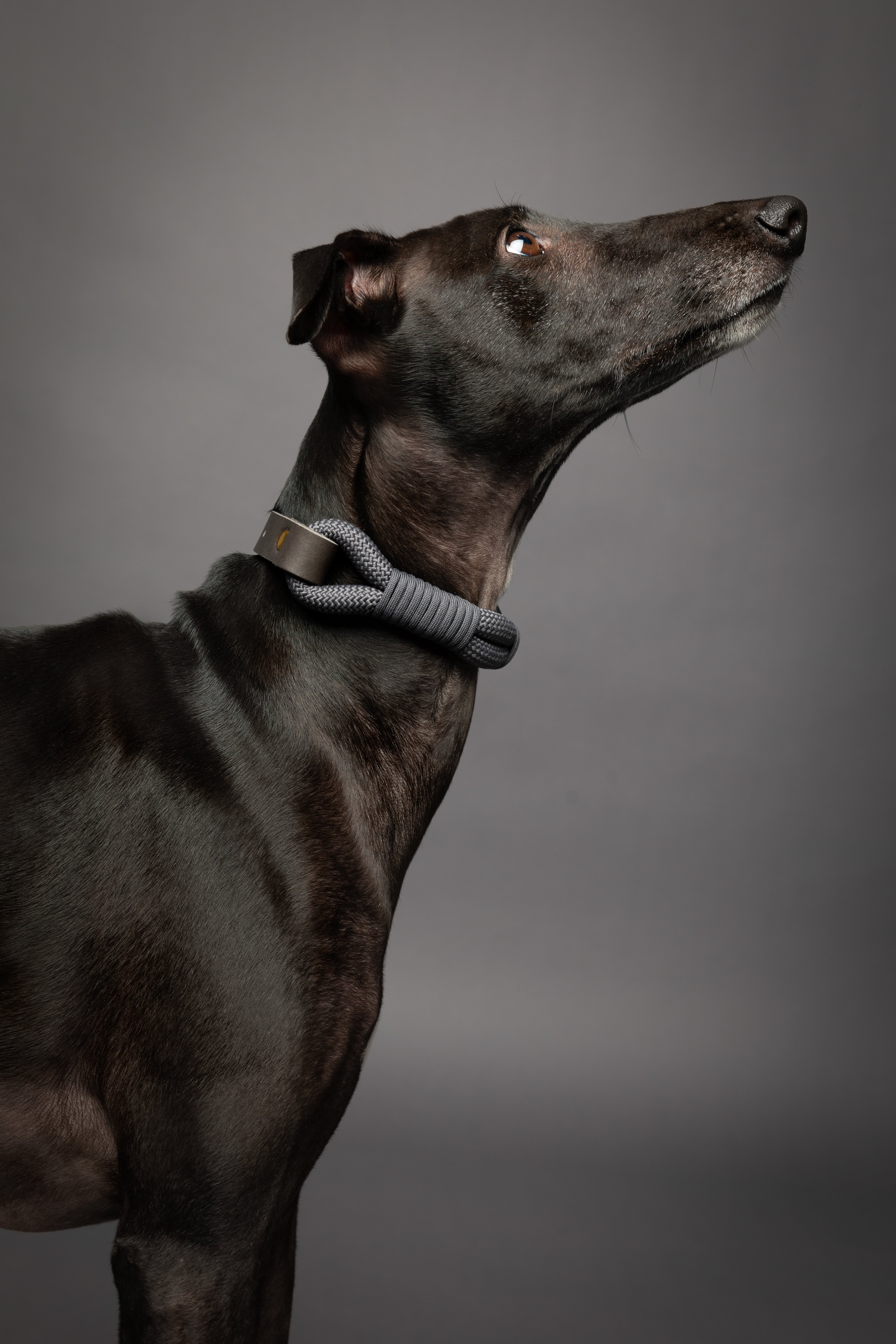 Leather Paracord Pet Collar - Grey