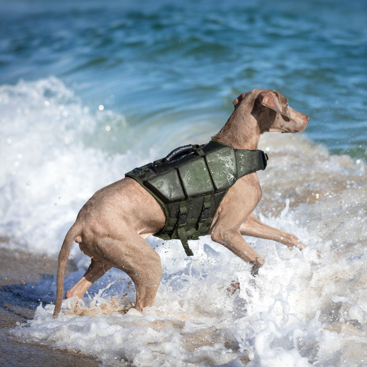 Human Standards Dog Lifejacket Design with 3x Foam for Maxim - LJ3-GR-L