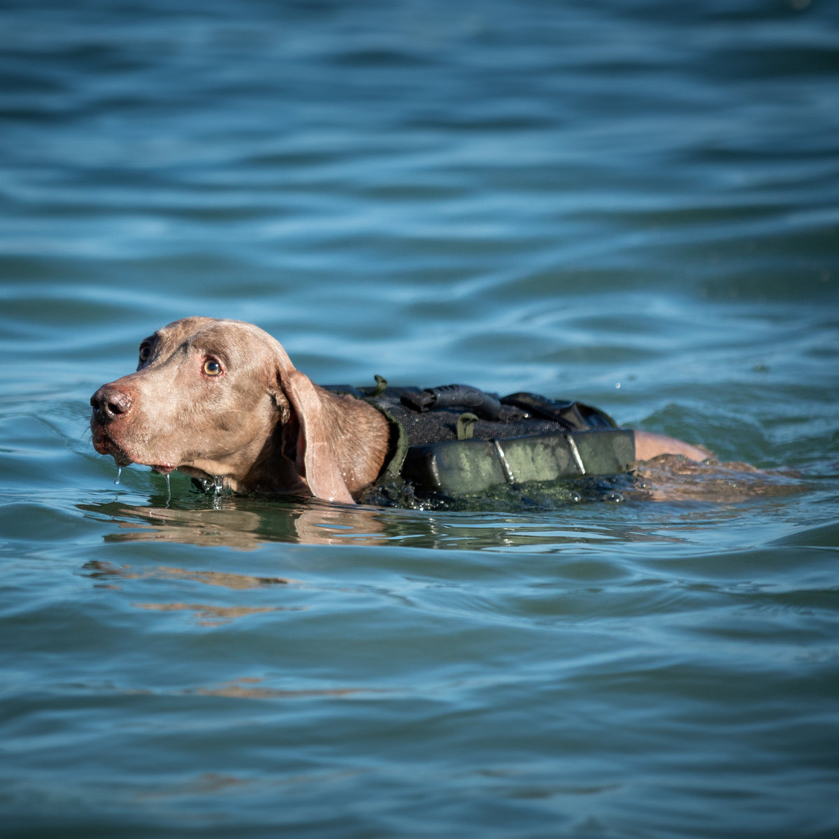 Human Standards Dog Lifejacket Design with 3x Foam for Maxim - LJ3-GR-L