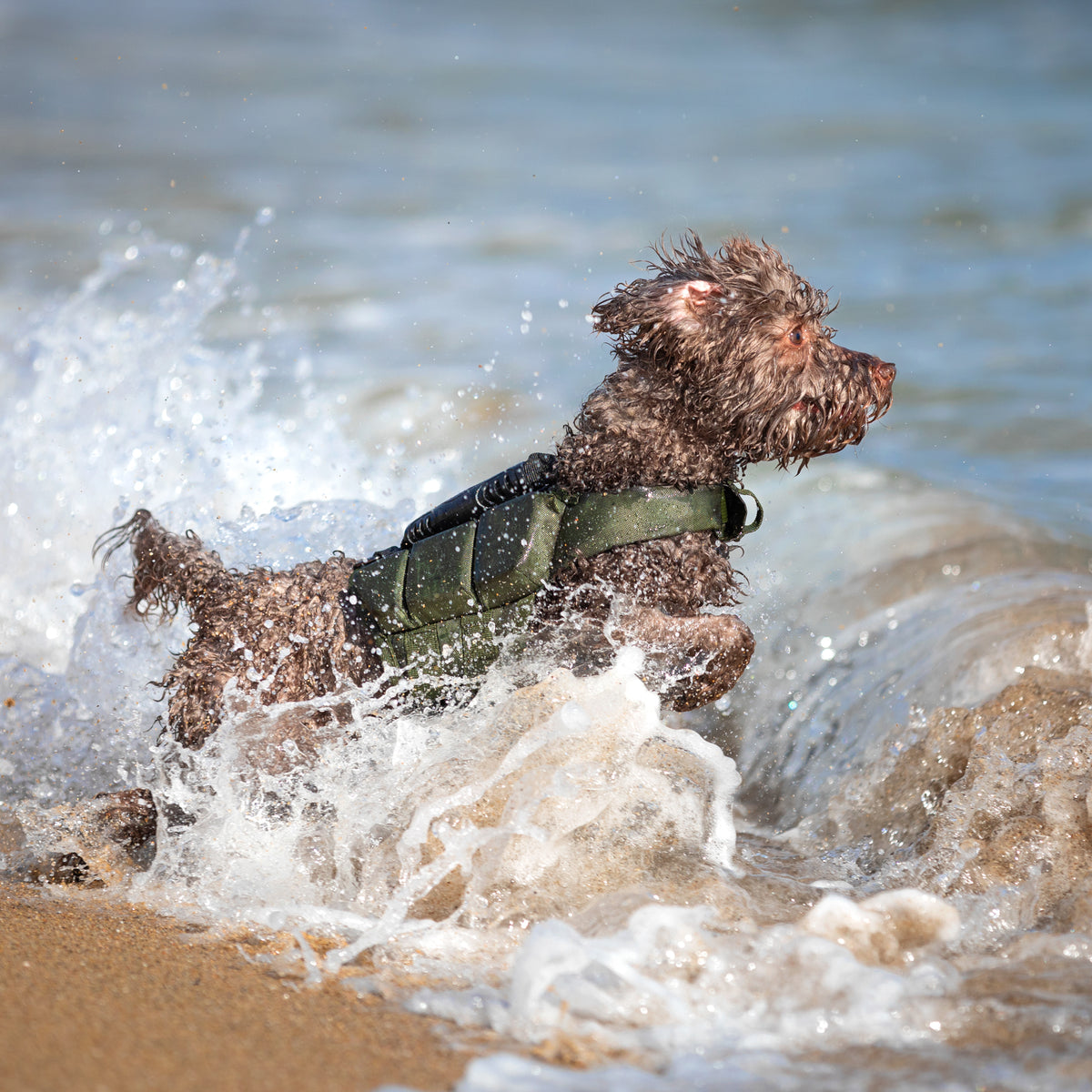 Human Standards Dog Lifejacket Design with 3x Foam for Maxim - LJ3-GR-S