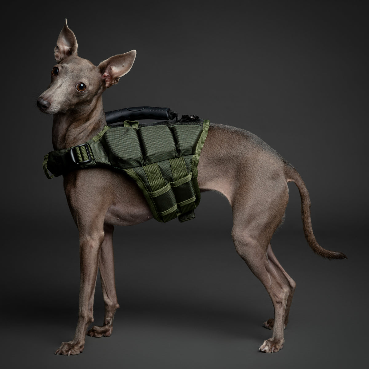 Human Standards Dog Lifejacket Design with 3x Foam for Maxim - LJ3-GR-S