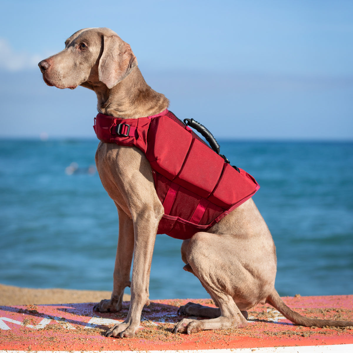 Human Standards Dog Lifejacket Design with 3x Foam for Maxim - LJ3-RE-L
