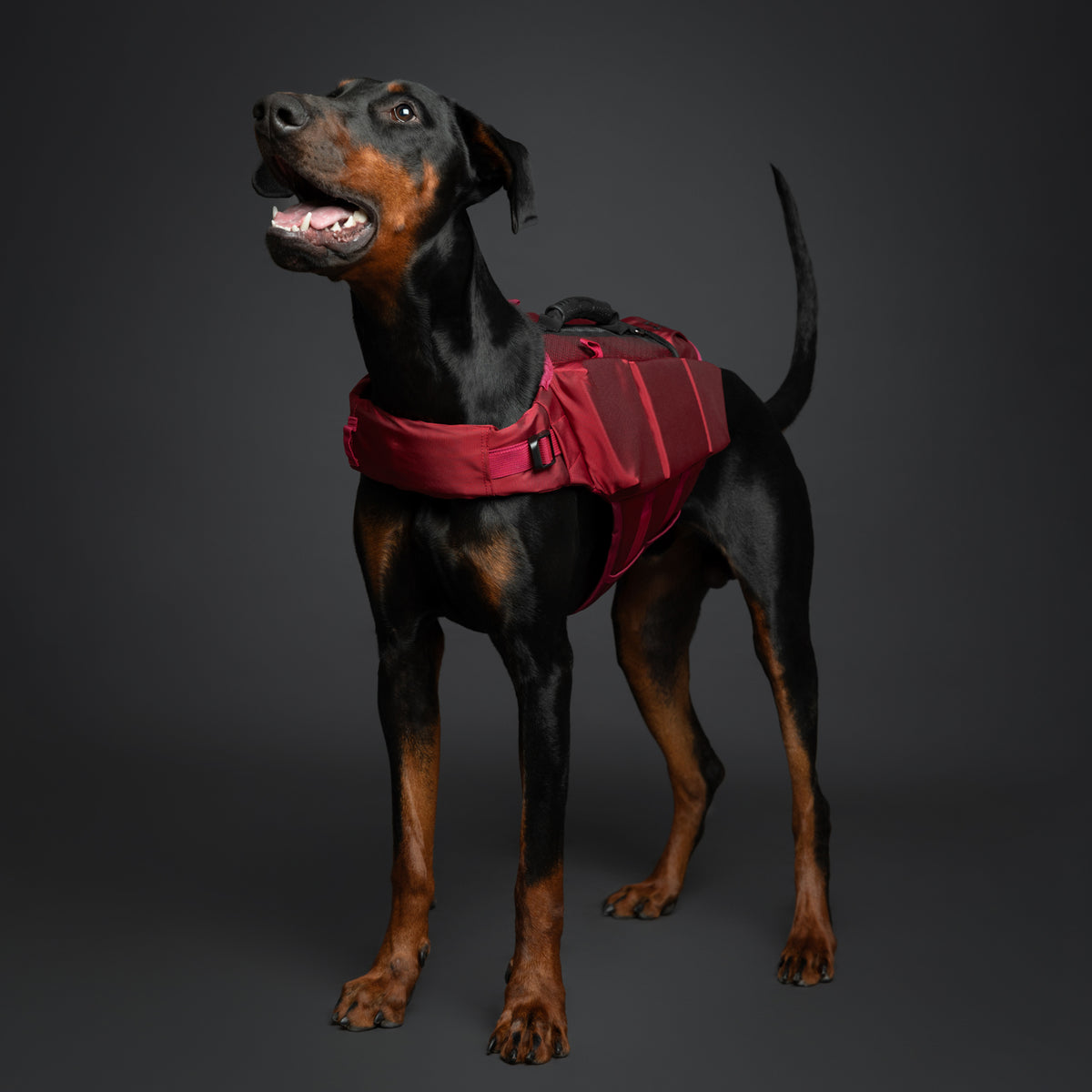 Human Standards Dog Lifejacket Design with 3x Foam for Maxim - LJ3-RE-L