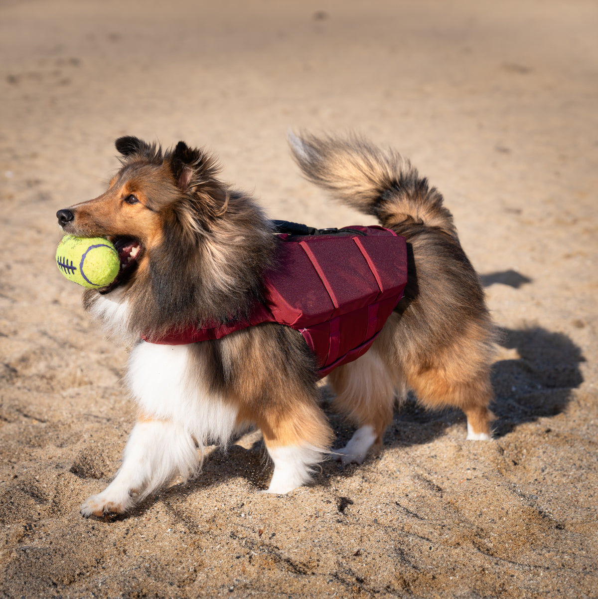Human Standards Dog Lifejacket Design with 3x Foam for Maxim - LJ3-RE-M