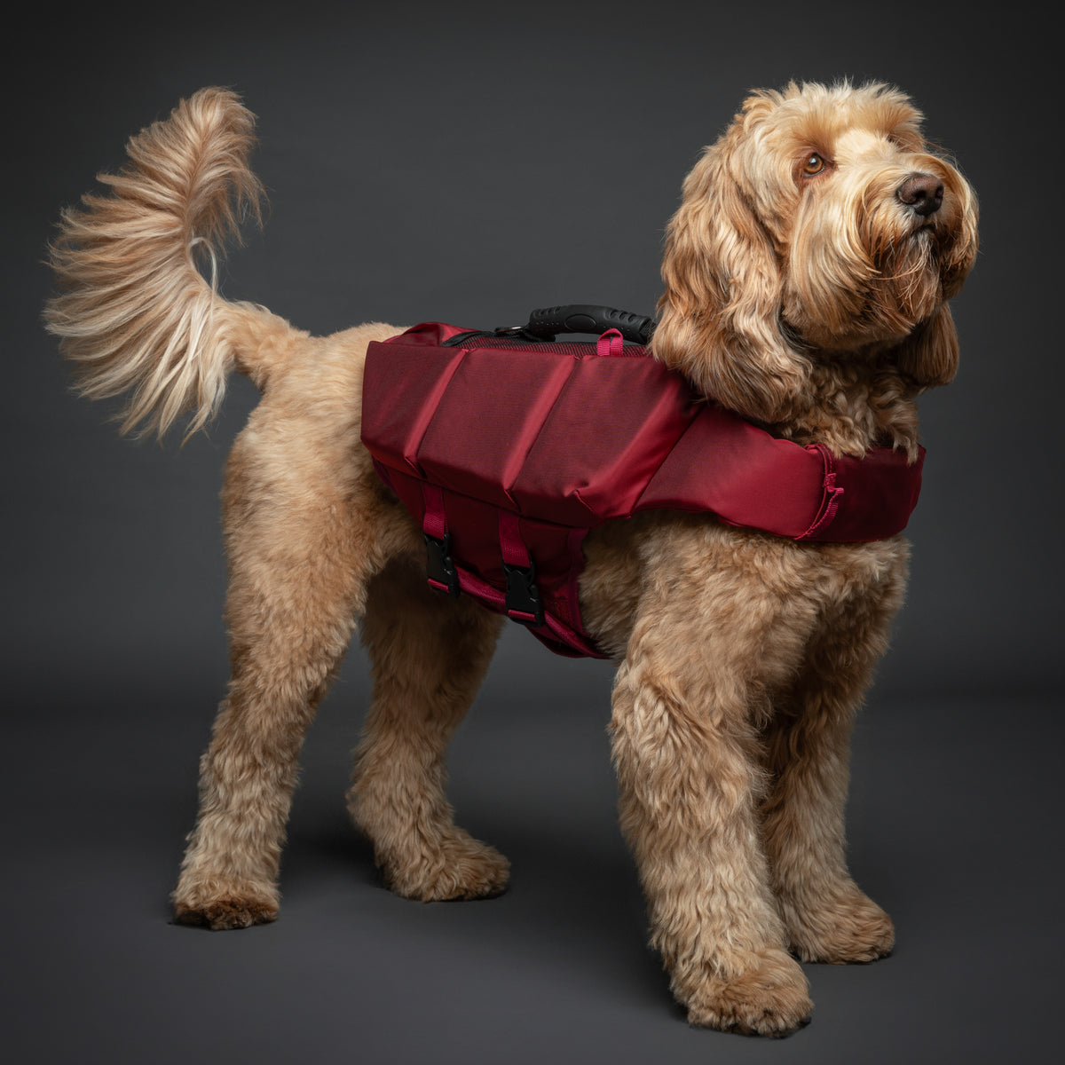 Human Standards Dog Lifejacket Design with 3x Foam for Maxim - LJ3-RE-M