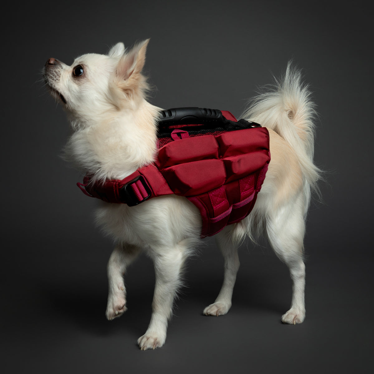 Human Standards Dog Lifejacket Design with 3x Foam for Maxim - LJ3-RE-XS