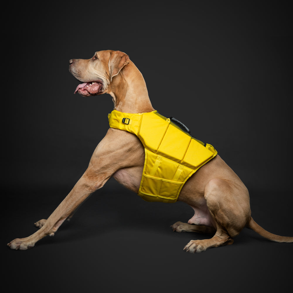 Noah & Paw dog life jacket with 3x foam for buoyancy, yellow, size XL