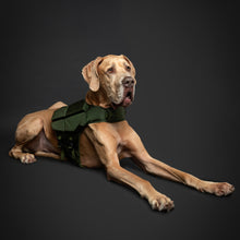 Noah & Paw dog life jacket with 4x foam for buoyancy, green, size XL