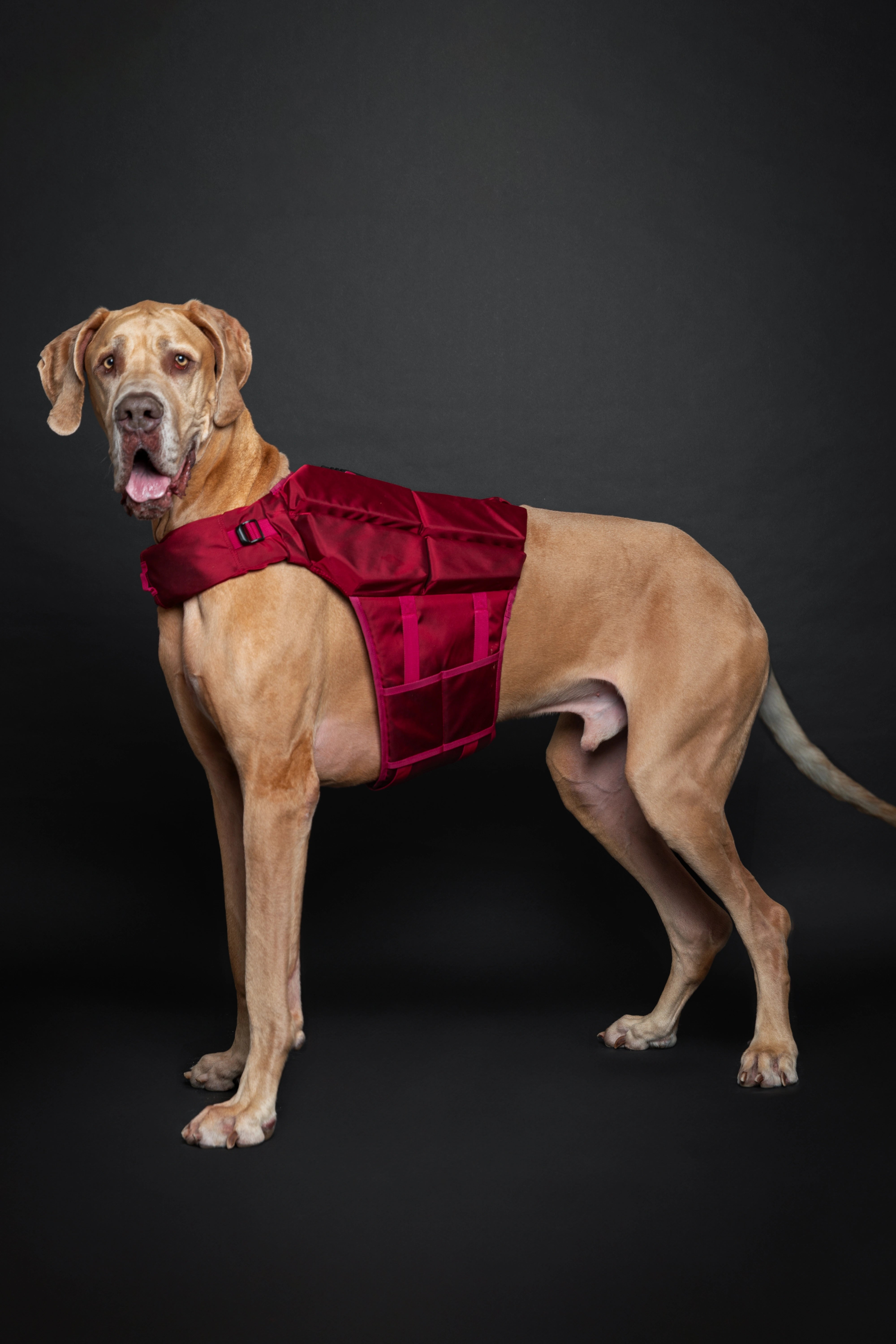Dog Life Jacket Red x4 cubes foam XL