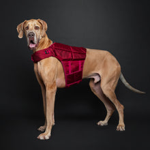 Noah & Paw dog life jacket with 4x foam for buoyancy, red, size XL