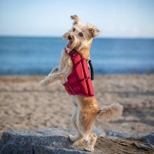Noah & Paw dog life jacket with 4x foam for buoyancy, red, size XS