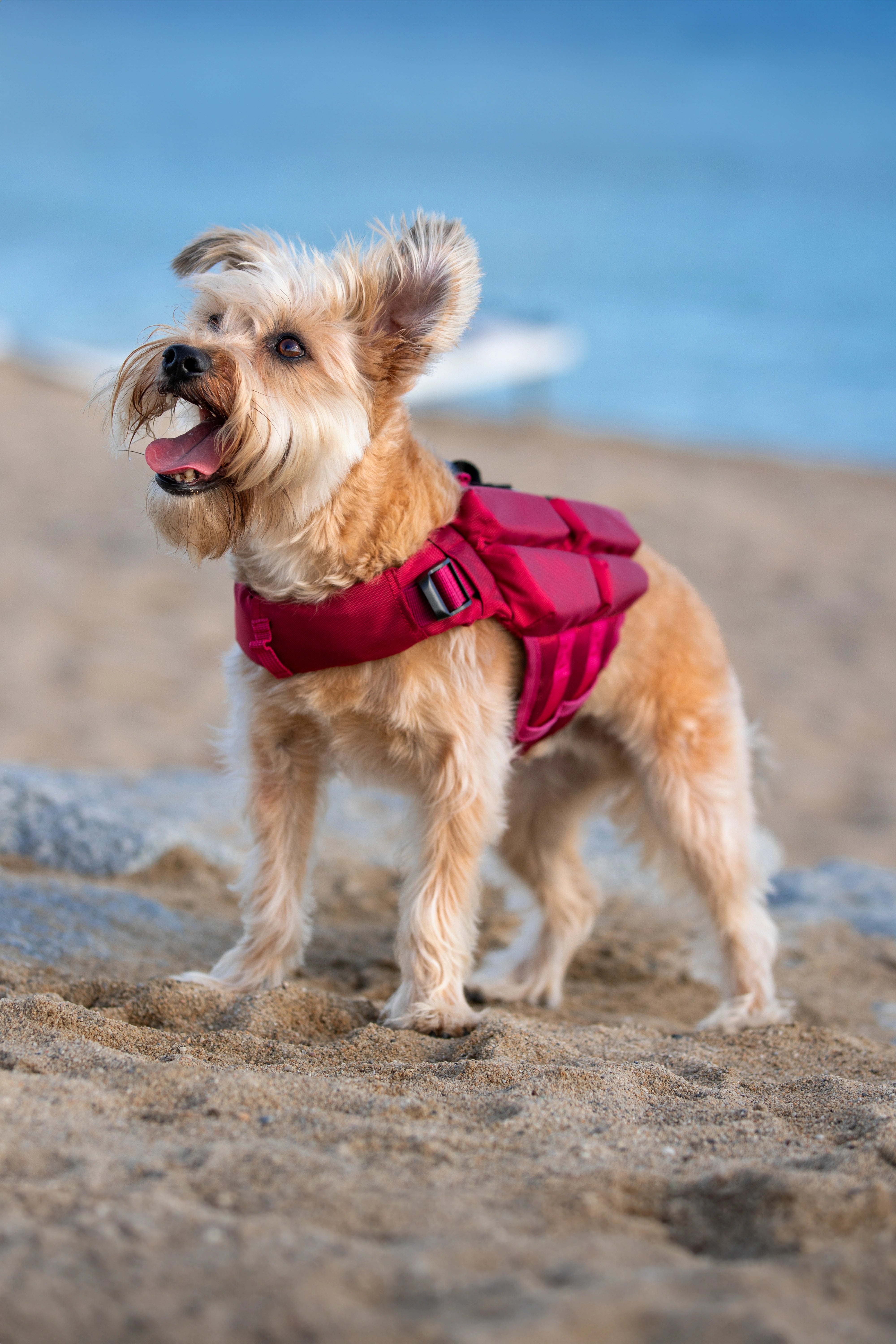 Dog Life Jacket Red x4 cubes foam XS
