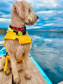 Noah & Paw dog life jacket with 4x foam for buoyancy, yellow, size L