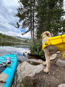 Noah & Paw dog life jacket with 4x foam for buoyancy, yellow, size M