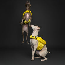 Noah & Paw dog life jacket with 4x foam for buoyancy, yellow, size XS