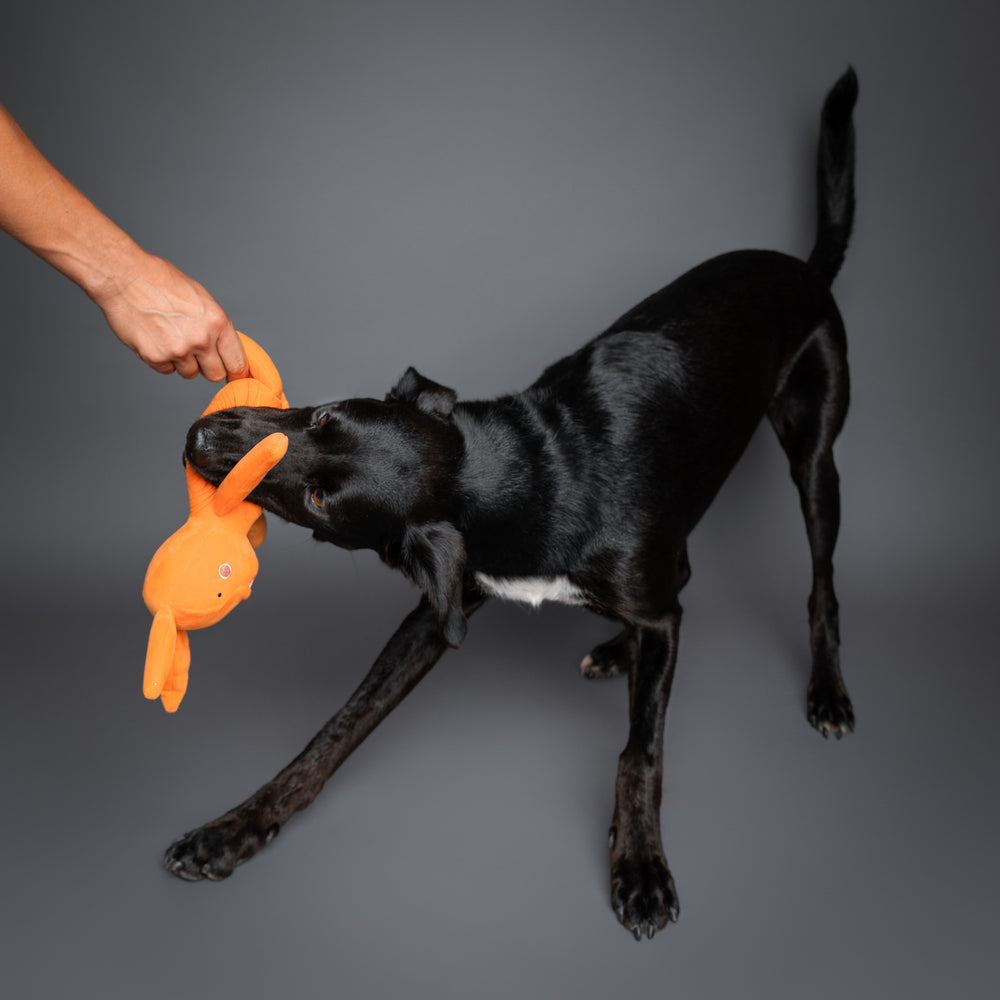 Noah & Paw plush dog toy, rabbit, Stuffed Animal Collection 1