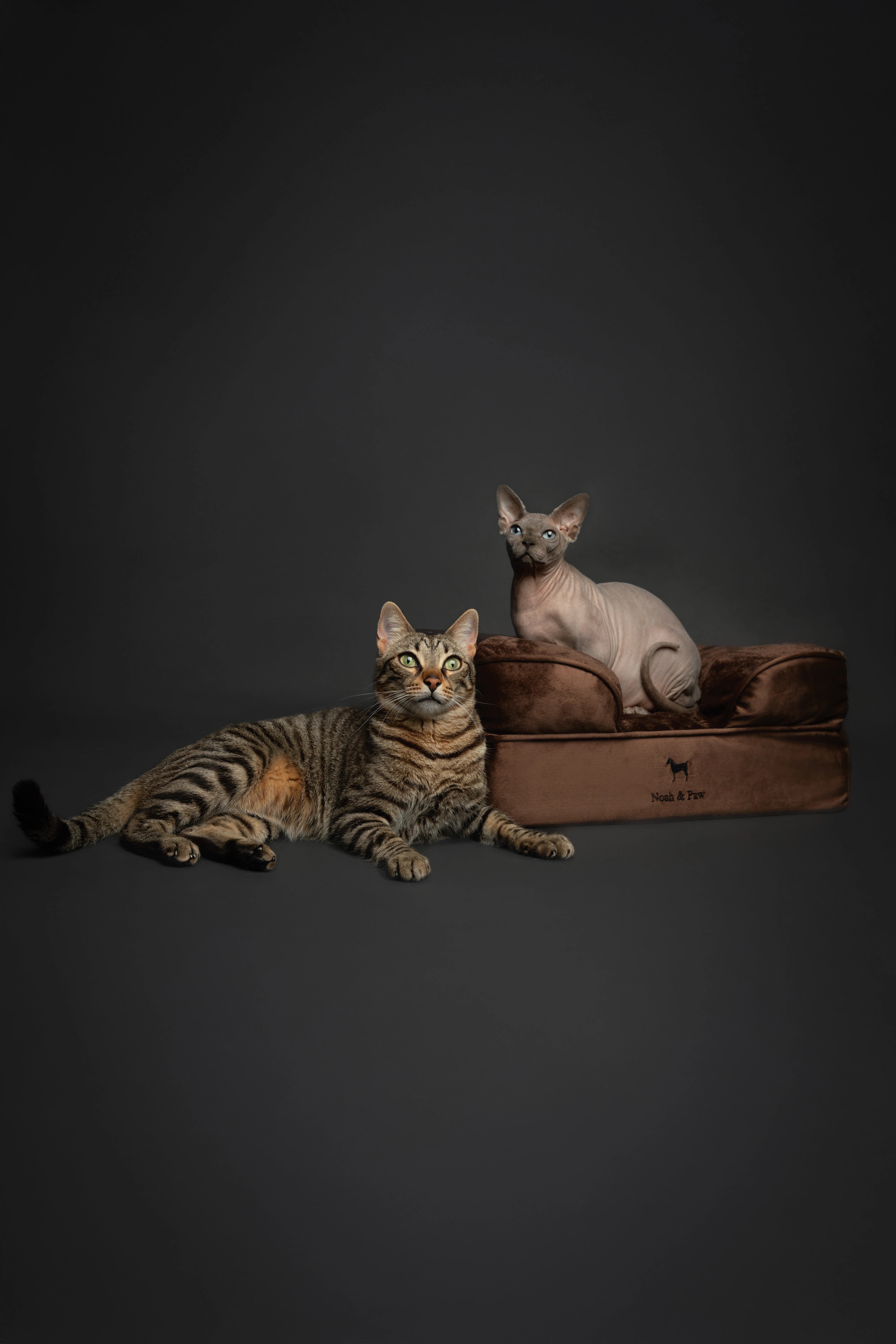 Velvet, Orthopedic Pet Bed, Sofa Style - Brown - S