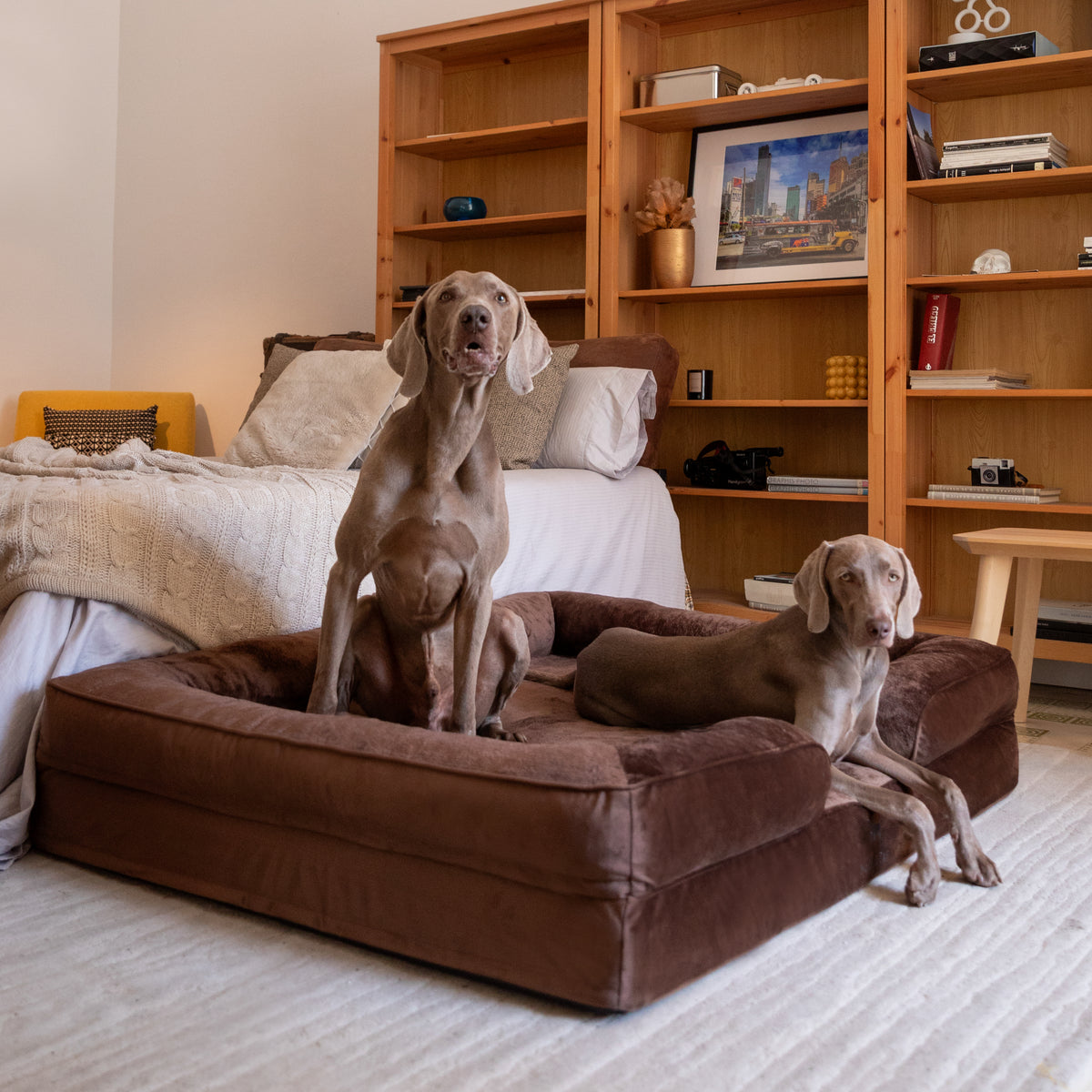 Noah & Paw orthopedic sofa dog bed in velvet with memory foam and cooling gel, brown, size XXL (55 x 45 x 11 in)