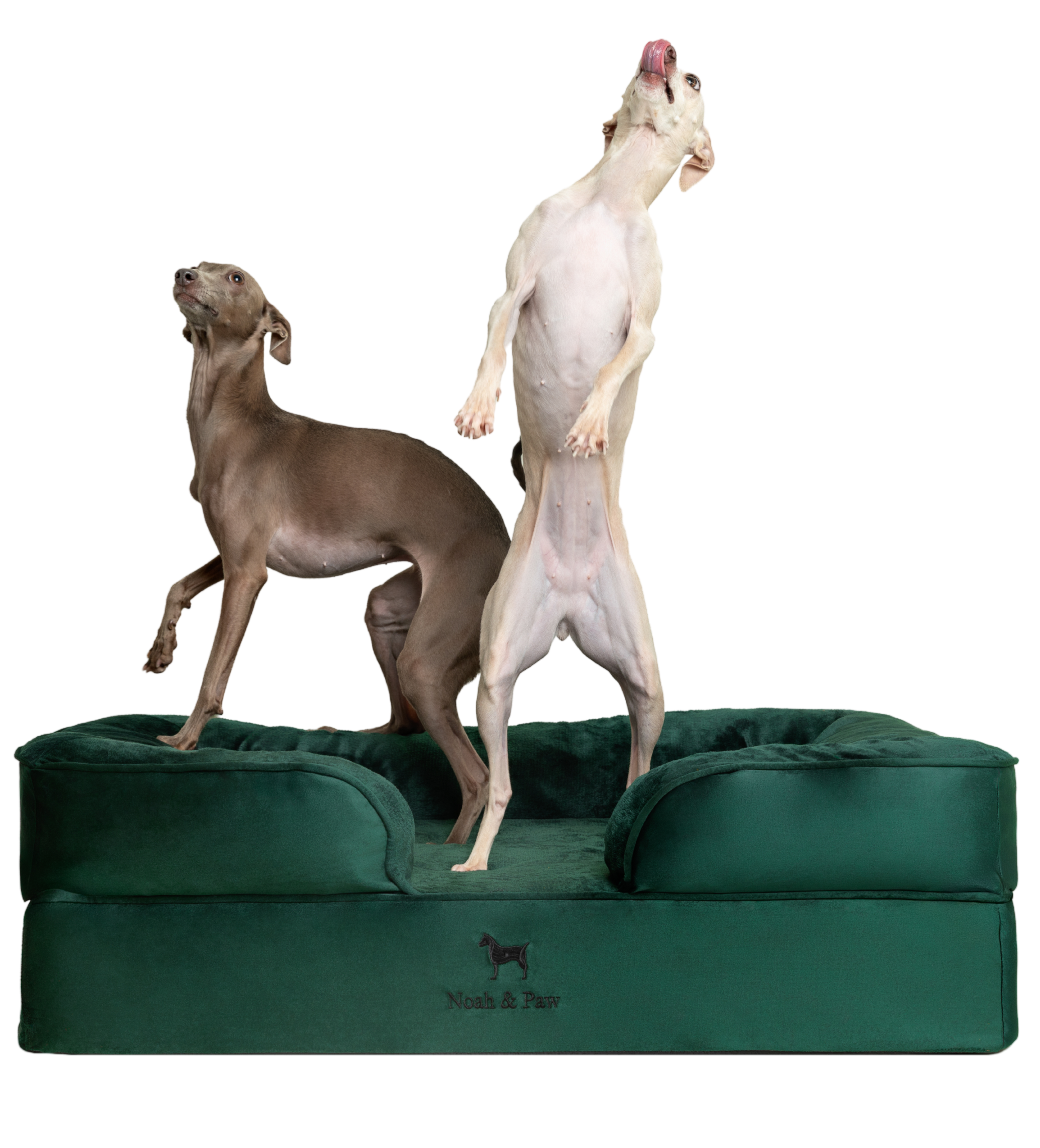 NOAH & PAW Orthopädisches Hundebett Mit Kühlgel – Wasserdicht, Waschbar, Größe 50x38 Cm