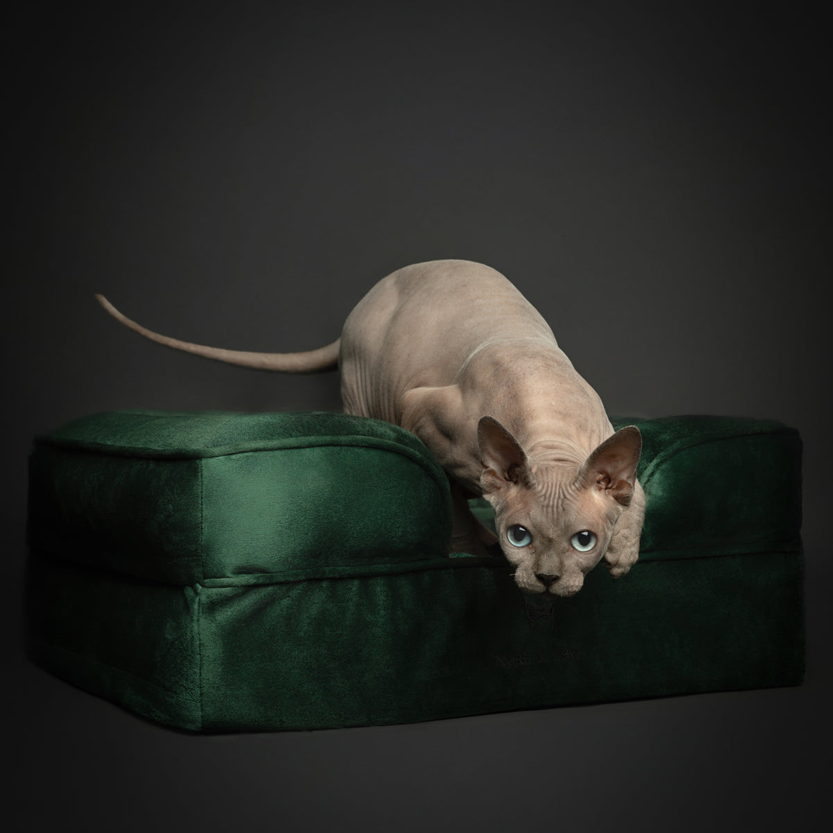 Noah & Paw orthopedic sofa dog bed in velvet with memory foam and cooling gel, dark green, size S (20 x 15 x 8 in)