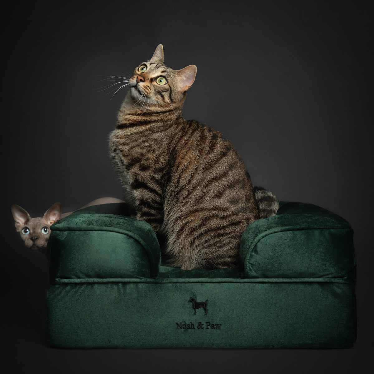 Noah & Paw orthopedic sofa dog bed in velvet with memory foam and cooling gel, dark green, size S (20 x 15 x 8 in)