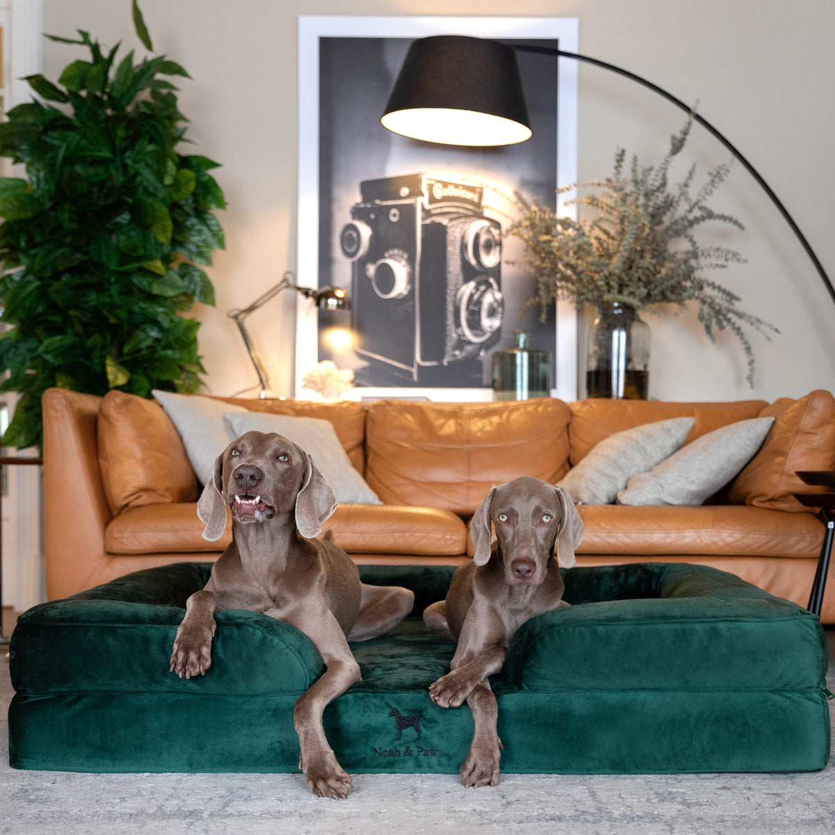 Noah & Paw orthopedic sofa dog bed in velvet with memory foam and cooling gel, dark green, size XXL (55 x 45 x 11 in)
