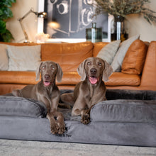 Noah & Paw orthopedic sofa dog bed in velvet with memory foam and cooling gel, gray, size XXL (55 x 45 x 11 in)