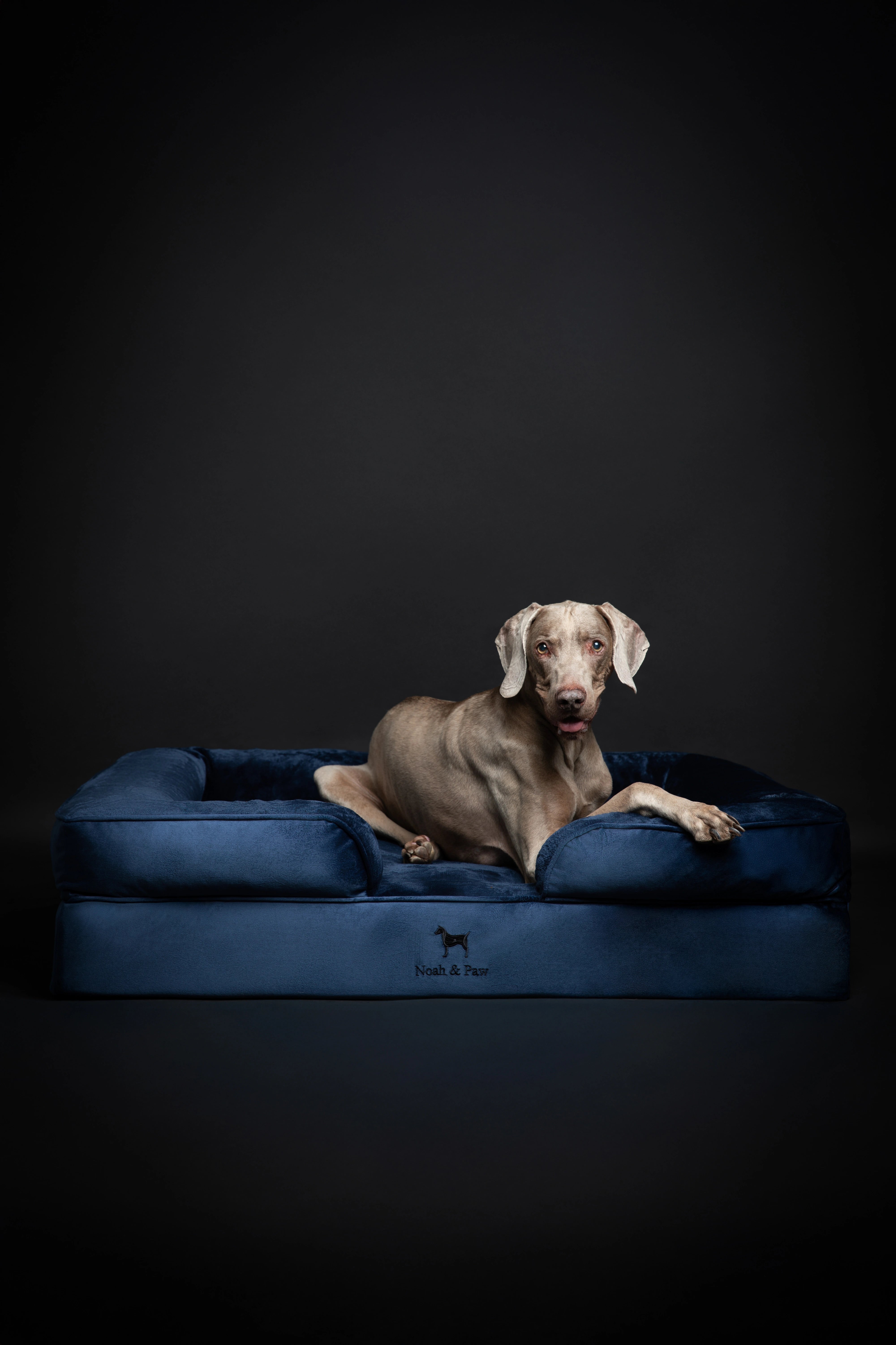 Velvet, Orthopedic Pet Bed, Sofa Style - Navy Blue - XL