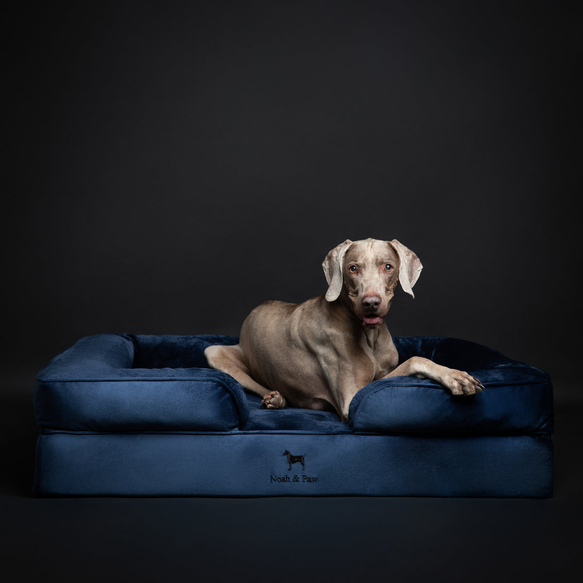 Noah & Paw orthopedic sofa dog bed in velvet with memory foam and cooling gel, navy blue, size XL (45 x 35 x 11 in)