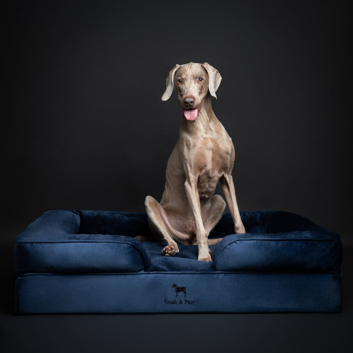 Noah & Paw orthopedic sofa dog bed in velvet with memory foam and cooling gel, navy blue, size XL (45 x 35 x 11 in)