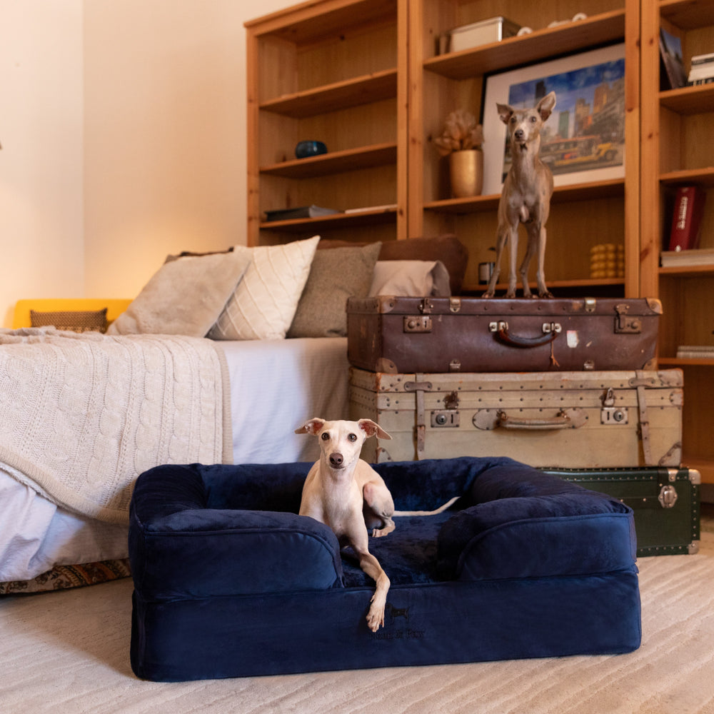 Noah & Paw orthopedic sofa dog bed in velvet with memory foam and cooling gel, navy blue, size L (35 x 25 x 11 in)