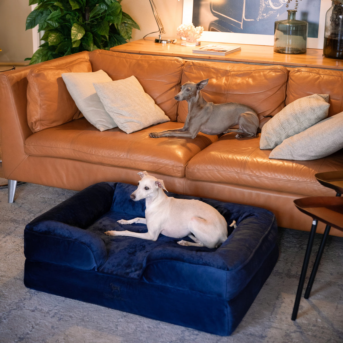 Noah & Paw orthopedic sofa dog bed in velvet with memory foam and cooling gel, navy blue, size L (35 x 25 x 11 in)