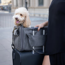 Noah & Paw TSA-approved soft pet carrier for airline travel in faux leather, charcoal