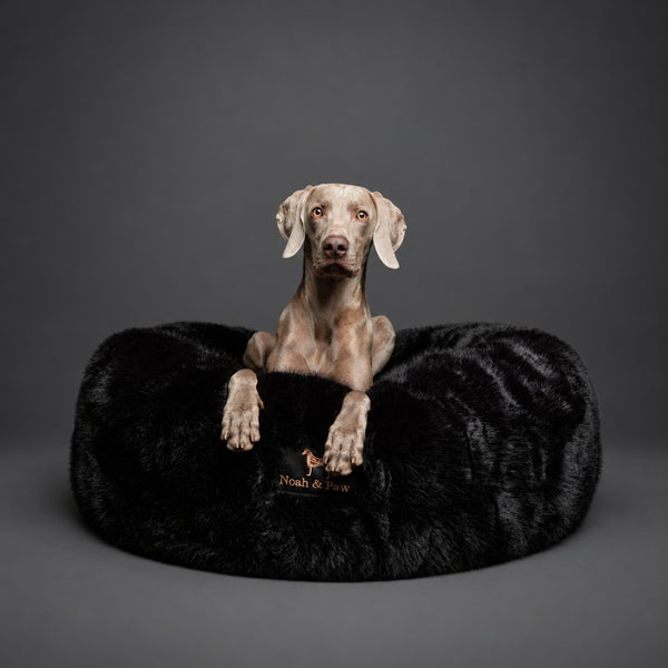 Weimaraner resting in a black Noah & Paw faux fur donut dog bed
