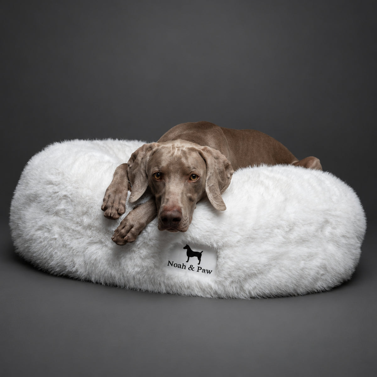 Dogs in Noah & Paw white faux fur donut beds