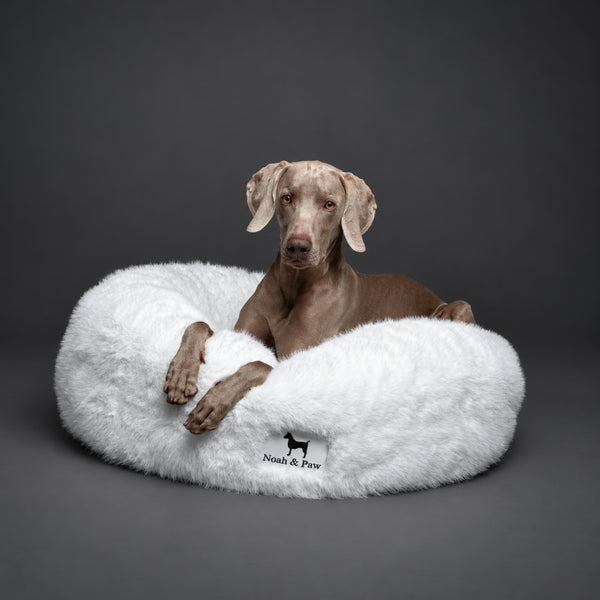 Weimaraner resting in a white Noah & Paw faux fur donut dog bed