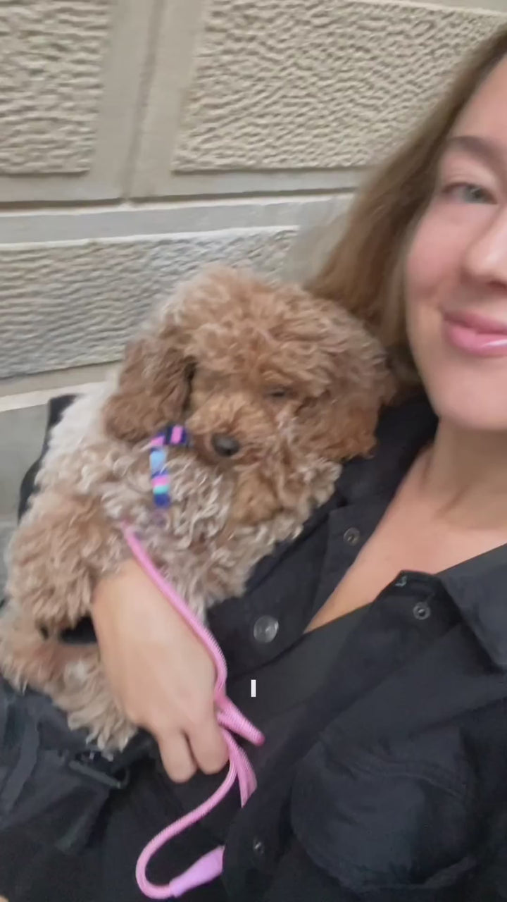Video: poodles climbing Noah & Paw luxury dog stairs for bed in dark green faux leather