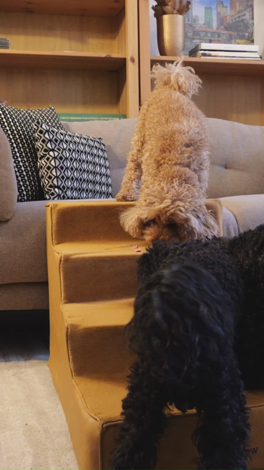 Noah & Paw faux leather dog stairs, product video