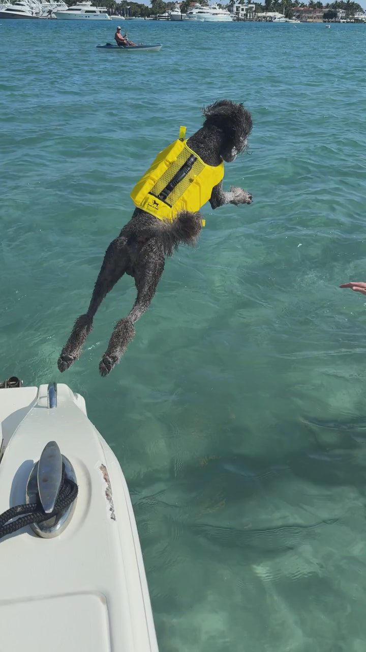 Video: dog swimming in the ocean wearing the Noah & Paw yellow dog life jacket with 4x foam for maximum buoyancy