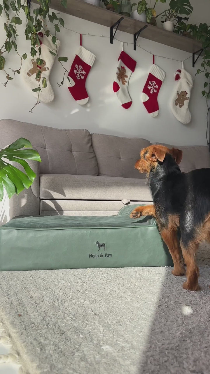 Video: dog relaxing on the Noah & Paw classic orthopedic dog bed in dark green faux leather with eggshell memory foam and cooling gel