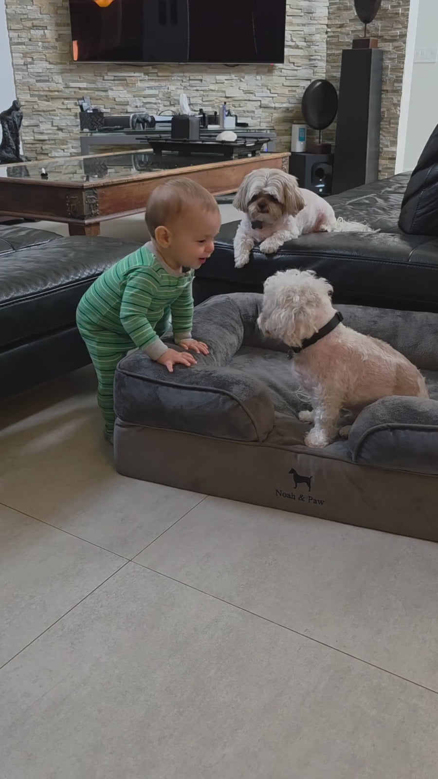 Video: baby and two small dogs on the Noah & Paw gray velvet sofa-style orthopedic dog bed with memory foam and cooling gel