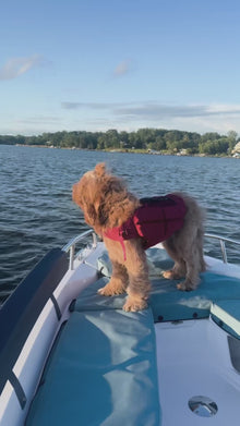 Noah & Paw dog life jacket with 4x foam for buoyancy, green, video
