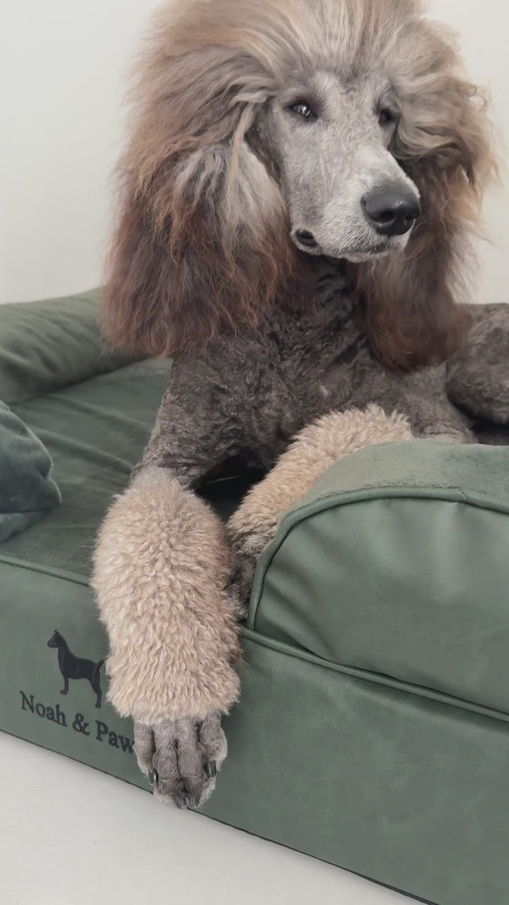Video: standard poodle resting on the Noah & Paw sofa-style orthopedic dog bed in dark green faux leather with bolster sides