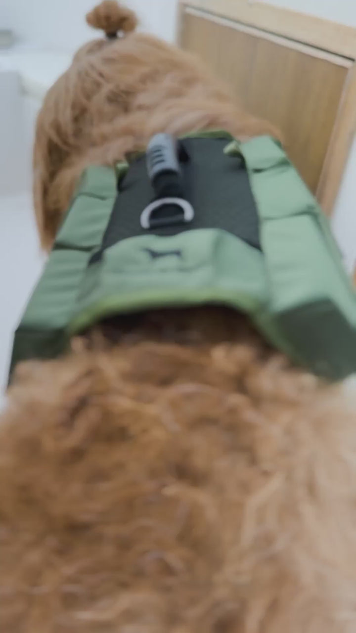 Video: dogs on a boat wearing Noah & Paw dog life jackets in red and green, human-standards flotation design