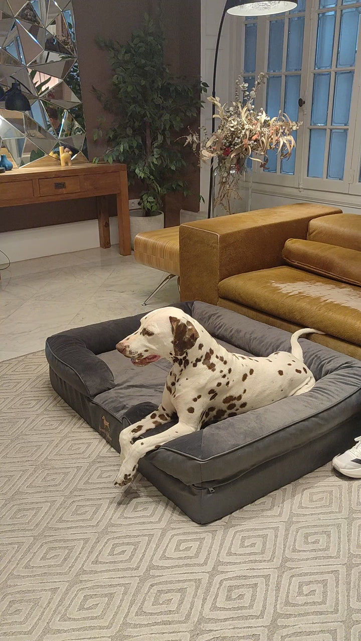 Video: Dalmatian lying on the Noah & Paw gray velvet orthopedic sofa dog bed with supportive bolsters